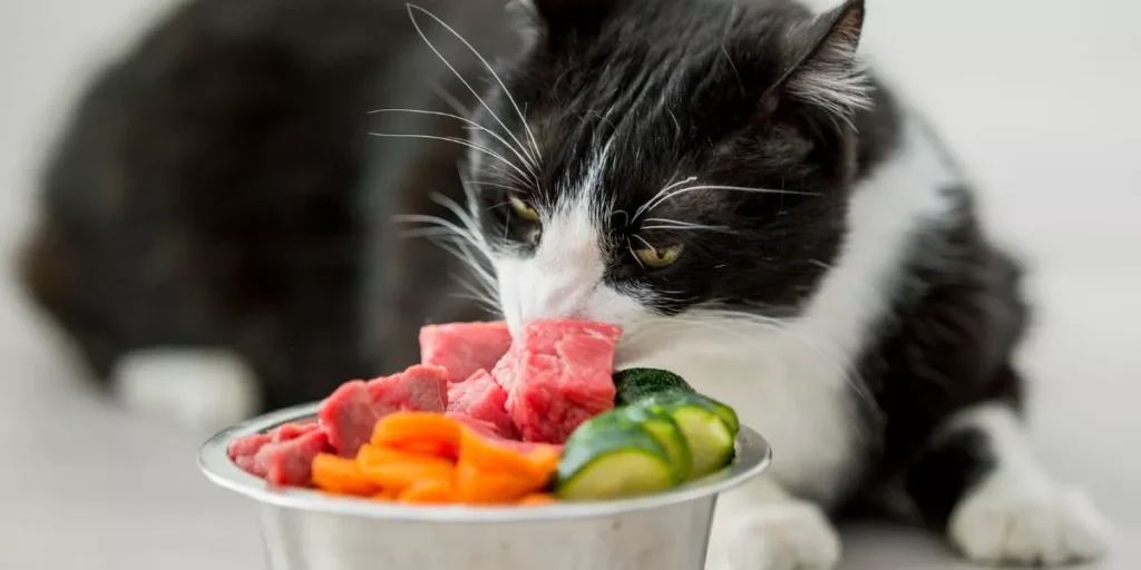 How Do You Maintain a Balanced Diet for Your Pet? How Do You Maintain a Balanced Diet for Your Pet?